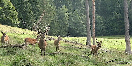 Rotwildgehege - Urlaub in Saldenburg